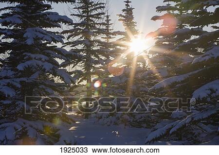 silhouette of snow covered evergreen trees with a sunburst; calgary, alberta, canada View Large Photo Image Stock Image - silhouette of snow covered evergreen trees with a sunburst; calgary, alberta, canada. Fotosearch
