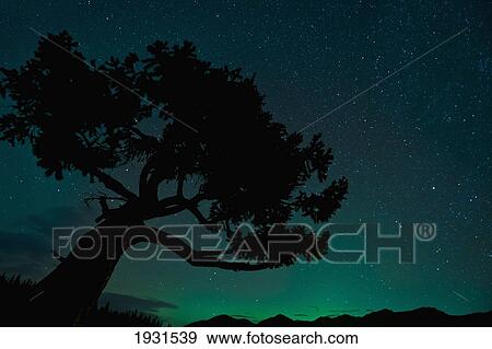 silhouette of tree against northern lights in jasper national park; jasper, alberta, canada View Large Photo Image Stock Photo - silhouette of tree against northern lights in jasper national park; jasper, alberta, canada. Fotosearch