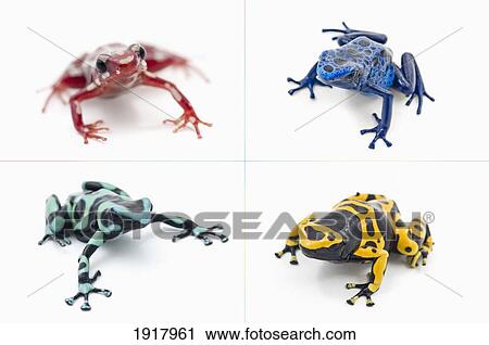 small group of varied and colorful poison dart frogs View Large Photo Image Stock Image - small group of varied and colorful poison dart frogs. Fotosearch