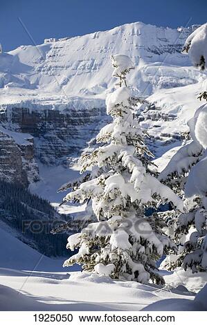 snow-covered evergreen by mountain; lake louise, alberta, canada View Large Photo Image Stock Image - snow-covered evergreen by mountain; lake louise, alberta, canada. Fotosearch