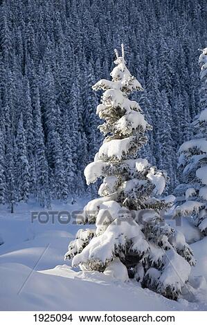 snow-covered evergreen; lake louise, alberta, canada View Large Photo Image Picture - snow-covered evergreen; lake louise, alberta, canada. Fotosearch