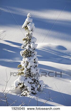 Stock Photography - snow-covered evergreen; lake louise, alberta, canada. Fotosearch