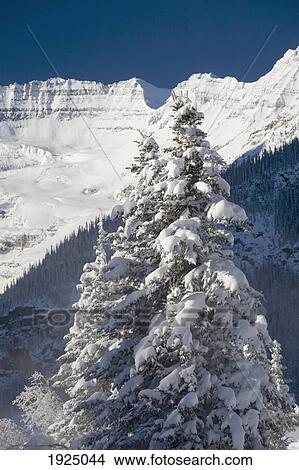 Picture - snow covered evergreen tree and snow covered mountains in the background against a blue sky; lake louise, alberta, canada. Fotosearch