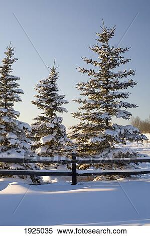 snow covered evergreen trees along a snow covered wooden fence; calgary, alberta, canada View Large Photo Image Stock Photography - snow covered evergreen trees along a snow covered wooden fence; calgary, alberta, canada. Fotosearch