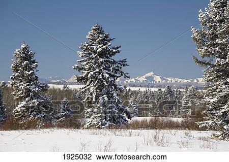 Stock Image - snow covered evergreen trees with snow covered mountains and blue sky; okotoks, alberta, canada. Fotosearch