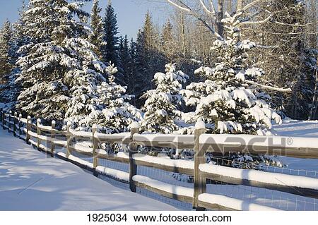 Picture - snow-covered evergreens and rustic fence; calgary, alberta, canada. Fotosearch