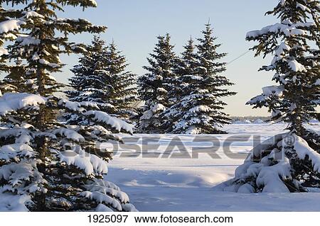snow-covered evergreens; calgary, alberta, canada View Large Photo Image Stock Photo - snow-covered evergreens; calgary, alberta, canada. Fotosearch