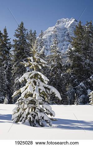 Stock Photo - snow-covered evergreens; lake louise, alberta, canada. Fotosearch