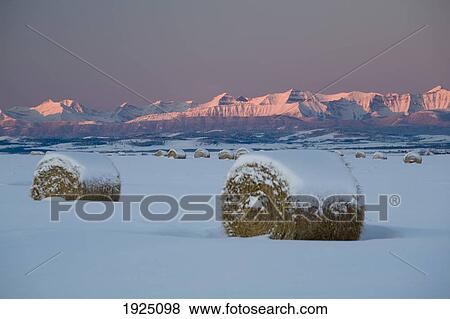 snow-covered hay bales at sunrise; okotoks, alberta, canada View Large Photo Image Stock Photo - snow-covered hay bales at sunrise; okotoks, alberta, canada. Fotosearch