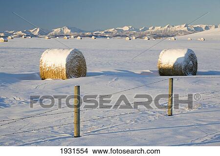 snow-covered hay bales; okotoks, alberta, canada View Large Photo Image Picture - snow-covered hay bales; okotoks, alberta, canada. Fotosearch