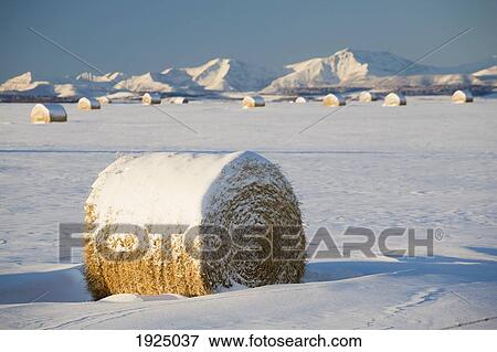 snow-covered hay bales; okotoks, alberta, canada View Large Photo Image Stock Photo - snow-covered hay bales; okotoks, alberta, canada. Fotosearch