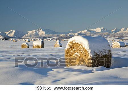 Stock Photography - snow-covered hay bales; okotoks, alberta, canada. Fotosearch