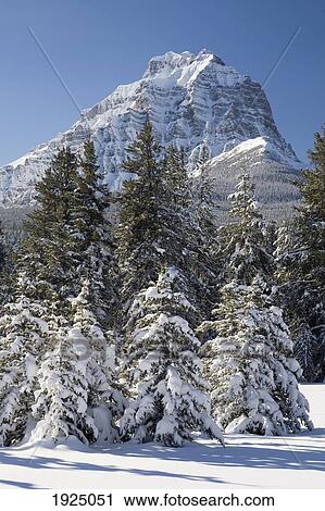 Stock Image - snow covered mountain and evergreen trees against a blue sky; lake louise, alberta, canada. Fotosearch