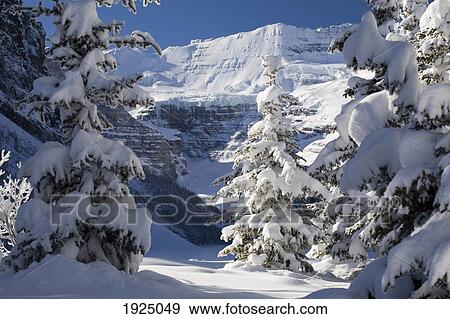 Stock Photo - snow covered mountain framed by snow covered evergreen trees against a blue sky; lake louise, alberta, canada. Fotosearch