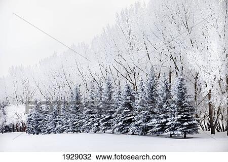 snow covered trees in a row; alberta, canada View Large Photo Image Stock Image - snow covered trees in a row; alberta, canada. Fotosearch