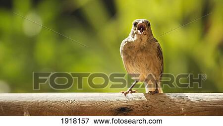 Stock Photo - sparrow singing on perch; tarifa, cadiz, andalusia, spain. Fotosearch