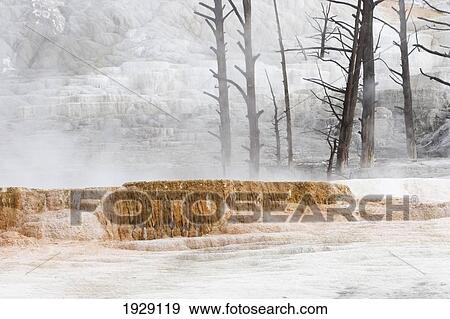 steaming mineral terraces at mammoth hot springs with trees killed by mineral buildup creates a dramatic extreme landscape; wyoming, united states of america View Large Photo Image Stock Photo - steaming mineral terraces at mammoth hot springs with trees killed by mineral buildup creates a dramatic extreme landscape; wyoming, united states of america. Fotosearch