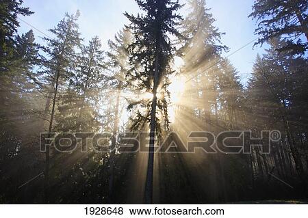 sun shining through morning fog and trees; happy valley, oregon, united states of america View Large Photo Image Stock Photo - sun shining through morning fog and trees; happy valley, oregon, united states of america. Fotosearch