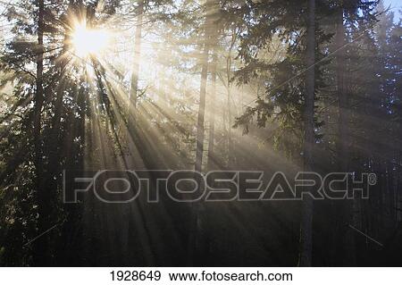 Stock Photo - sun shining through morning fog and trees; happy valley, oregon, united states of america. Fotosearch