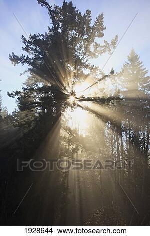 sun through morning fog and trees; happy valley, oregon, united states of america View Large Photo Image Picture - sun through morning fog and trees; happy valley, oregon, united states of america. Fotosearch