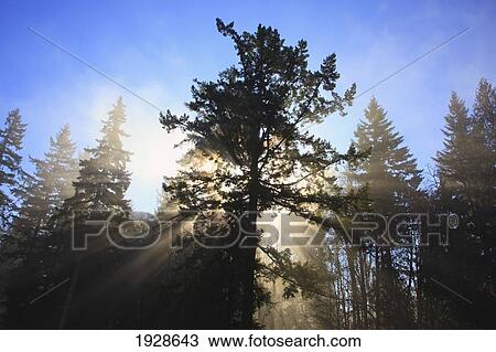 Stock Image - sun through morning fog and trees; happy valley, oregon, united states of america. Fotosearch