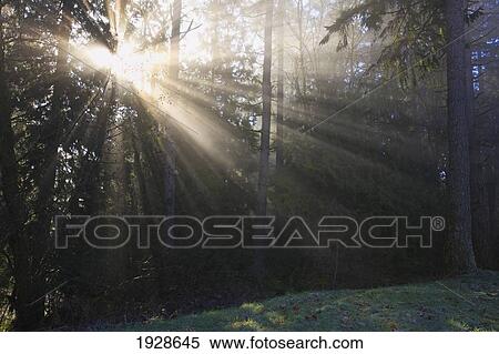 Stock Photography - sun through morning fog and trees; happy valley, oregon, united states of america. Fotosearch