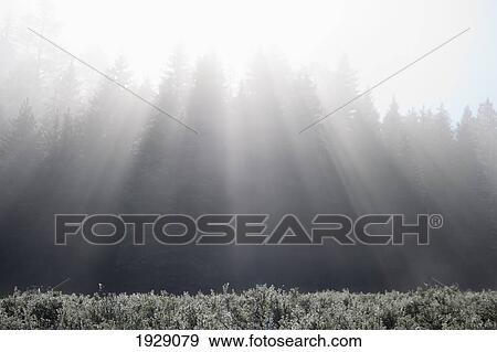 sunbeams formed in fog over mountain meadow and forest; new mexico, united states of america View Large Photo Image Stock Photo - sunbeams formed in fog over mountain meadow and forest; new mexico, united states of america. Fotosearch