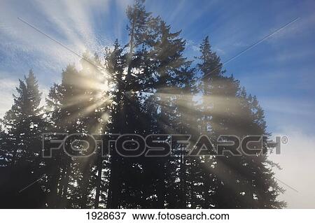sunrise through the morning fog; willamette valley, oregon, united states of america View Large Photo Image Stock Photo - sunrise through the morning fog; willamette valley, oregon, united states of america. Fotosearch