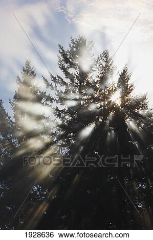 sunrise through the morning fog; willamette valley, oregon, united states of america View Large Photo Image Stock Photograph - sunrise through the morning fog; willamette valley, oregon, united states of america. Fotosearch
