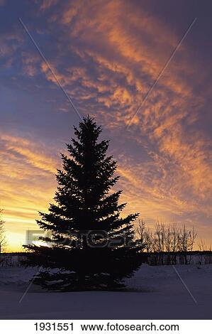 sunrise with silhouette of evergreen; calgary, alberta, canada View Large Photo Image Stock Image - sunrise with silhouette of evergreen; calgary, alberta, canada. Fotosearch