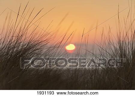 sunset seen through the grass on dos mares beach; tarifa, costa de la luz, cadiz, andalusia, spain View Large Photo Image Stock Image - sunset seen through the grass on dos mares beach; tarifa, costa de la luz, cadiz, andalusia, spain. Fotosearch
