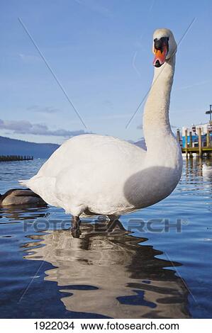 Picture - swan on lake windermere; ambleside, cumbria, england. Fotosearch