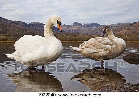 swans on lake with mountain backdrop; langdale, cumbria, england View Large Photo Image Stock Image - swans on lake with mountain backdrop; langdale, cumbria, england. Fotosearch