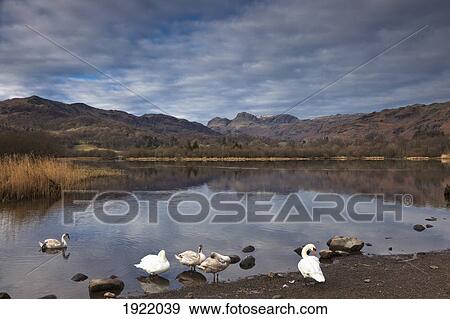 swans on lake with mountain backdrop; langdale, cumbria, england View Large Photo Image Stock Photo - swans on lake with mountain backdrop; langdale, cumbria, england. Fotosearch