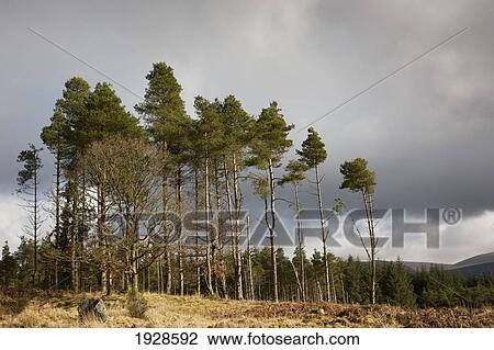 tall trees under a cloudy sky; dumfries, scotland View Large Photo Image Stock Image - tall trees under a cloudy sky; dumfries, scotland. Fotosearch
