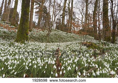 the forest floor covered with white wildflowers; dumfries, scotland View Large Photo Image Stock Photo - the forest floor covered with white wildflowers; dumfries, scotland. Fotosearch