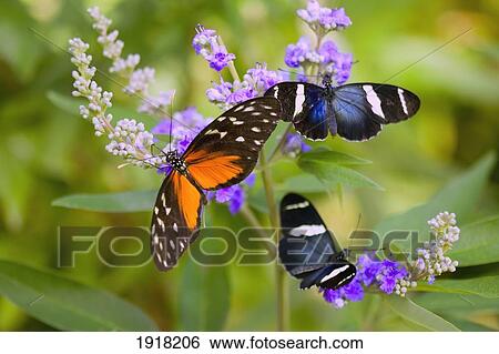 three colorful butterflies on blossoms in spring; oregon, usa View Large Photo Image Stock Photograph - three colorful butterflies on blossoms in spring; oregon, usa. Fotosearch