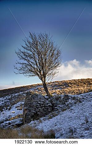 tree near stone structure in snowy landscape; yorkshire dales, england View Large Photo Image Stock Image - tree near stone structure in snowy landscape; yorkshire dales, england. Fotosearch