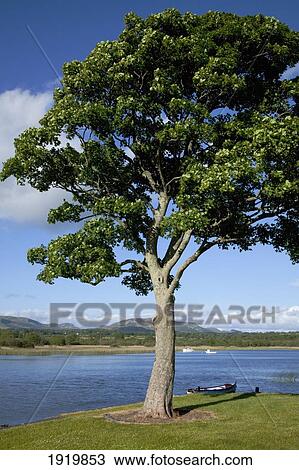 Stock Image - Tree On Shore Of Lough Gill; Sligo, County Sligo, Ireland. Fotosearch