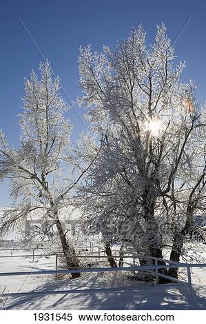 trees covered with frost against sunburst; calgary, alberta, canada View Large Photo Image Stock Photography - trees covered with frost against sunburst; calgary, alberta, canada. Fotosearch