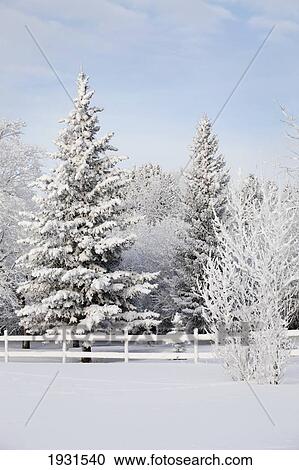 Stock Image - trees covered with snow and frost; calgary, alberta, canada. Fotosearch