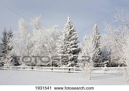 trees covered with snow and frost; calgary, alberta, canada View Large Photo Image Stock Image - trees covered with snow and frost; calgary, alberta, canada. Fotosearch