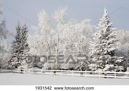 trees covered with snow and frost; calgary, alberta, canada View Large Photo Image Stock Image - trees covered with snow and frost; calgary, alberta, canada. Fotosearch