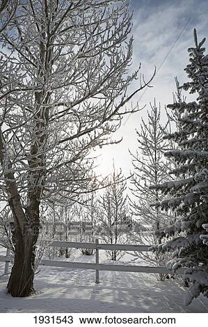 Stock Image - trees covered with snow and frost; calgary, alberta, canada. Fotosearch