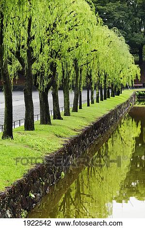 Stock Image - trees reflected in water at the imperial palace; tokyo, japan. Fotosearch