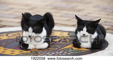 Stock Photo - two cats sitting on a decorative stone on the ground; nagasaki, japan. Fotosearch