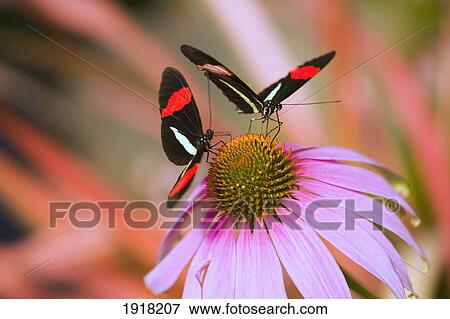 Stock Photo - two colorful butterflies on cone flower blossom in spring; oregon, usa. Fotosearch