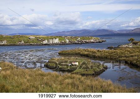 Two Cows Grazing On A Small Island On The Coast; Westcove, County Kerry, Ireland View Large Photo Image Stock Photo - Two Cows Grazing On A Small Island On The Coast; Westcove, County Kerry, Ireland. Fotosearch