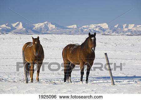 Stock Photograph - two horses in snow-covered field; okotoks, alberta, canada. Fotosearch