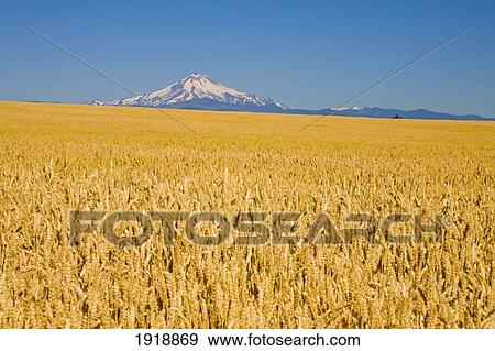 Stock Photo - wheat field with mount hood in the background; oregon, usa. Fotosearch